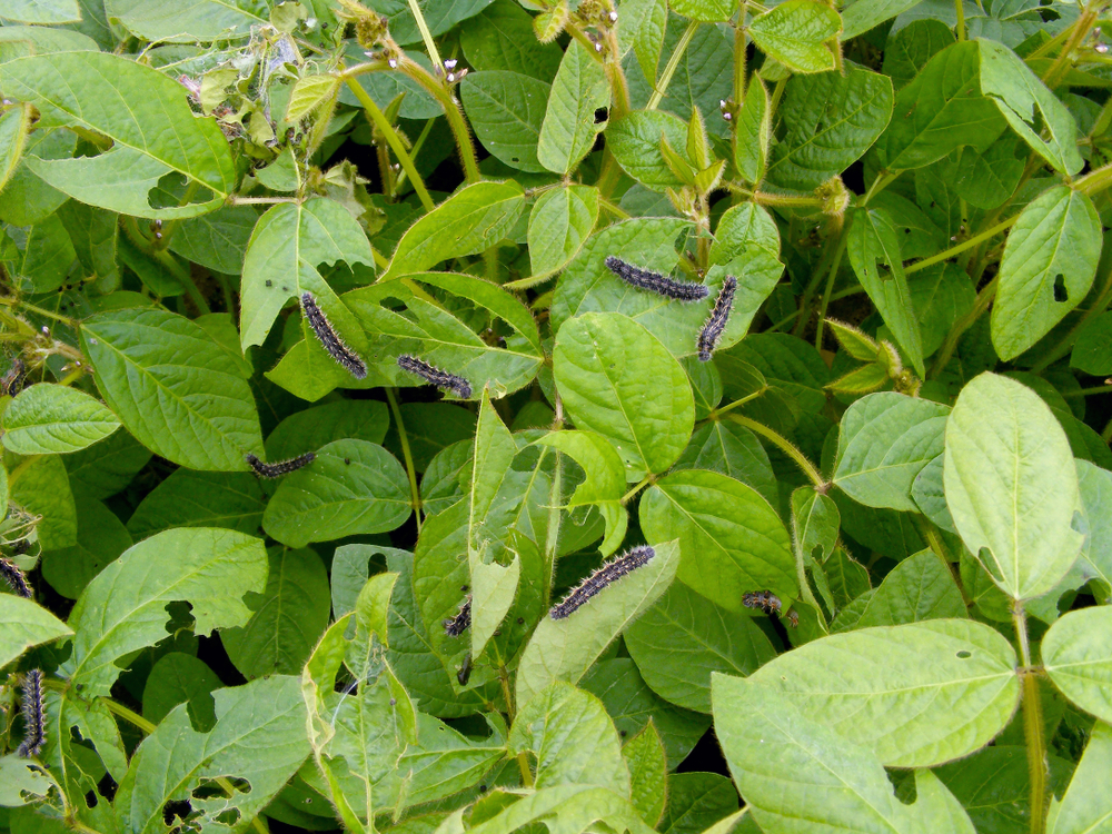 5 Common Insect Pests Affecting Legumes and the Best Insecticides for Effective Control