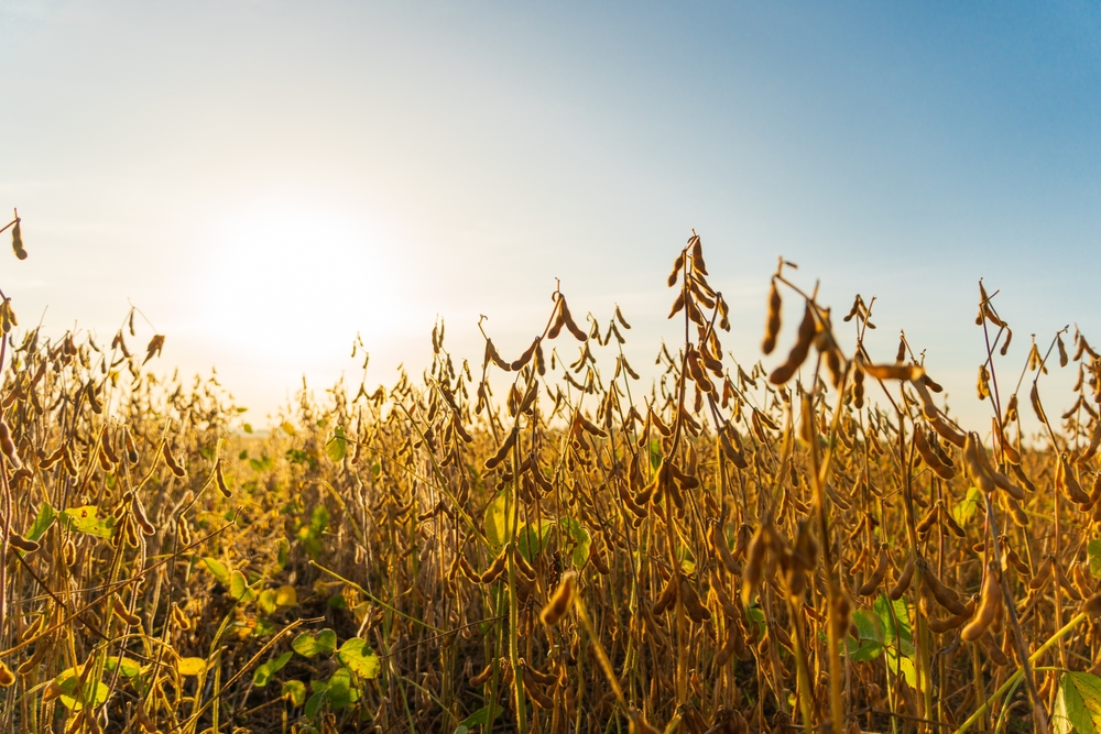 What’s Next After Harvesting Legumes? 5 Key Steps to Take