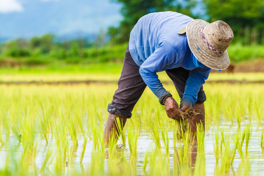 Getting Started with Rice Farming: 5 Essential Tips Every Farmer Must Know to Succeed