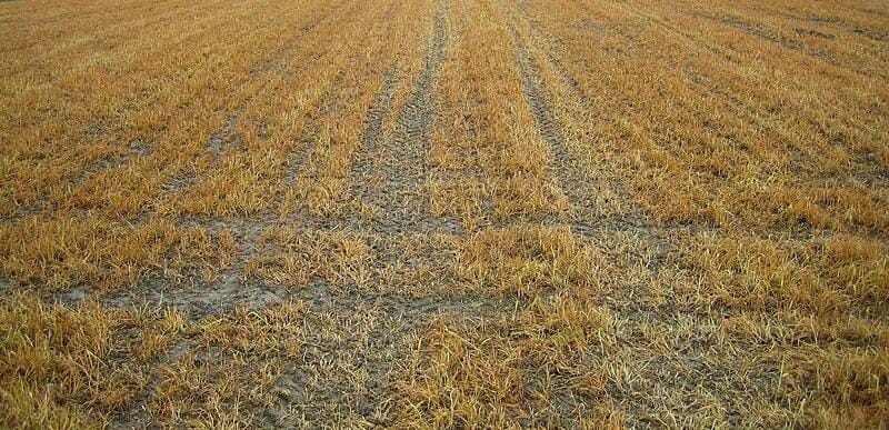 5 Land clearing myths that could be costing you money (Here is the Truth)