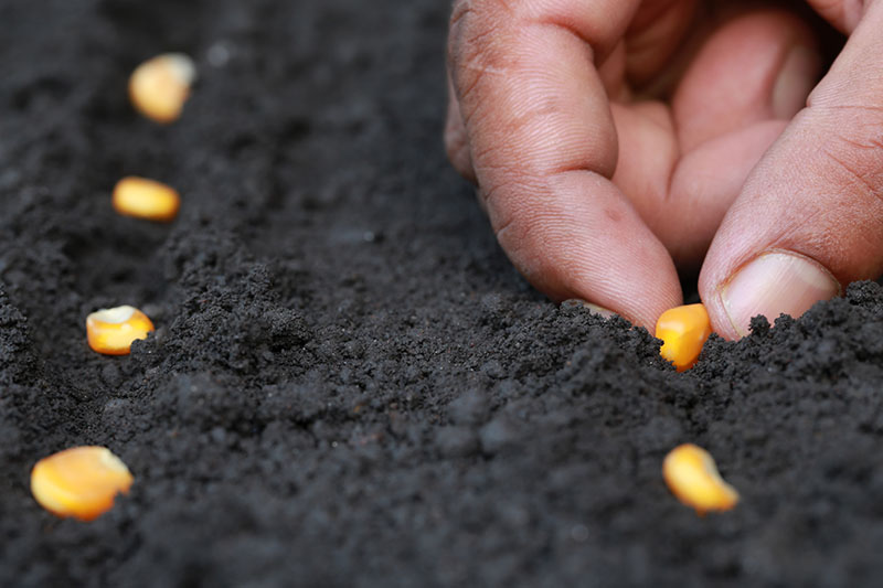 Do You Know the Best Maize Seed Variety for Your Region?