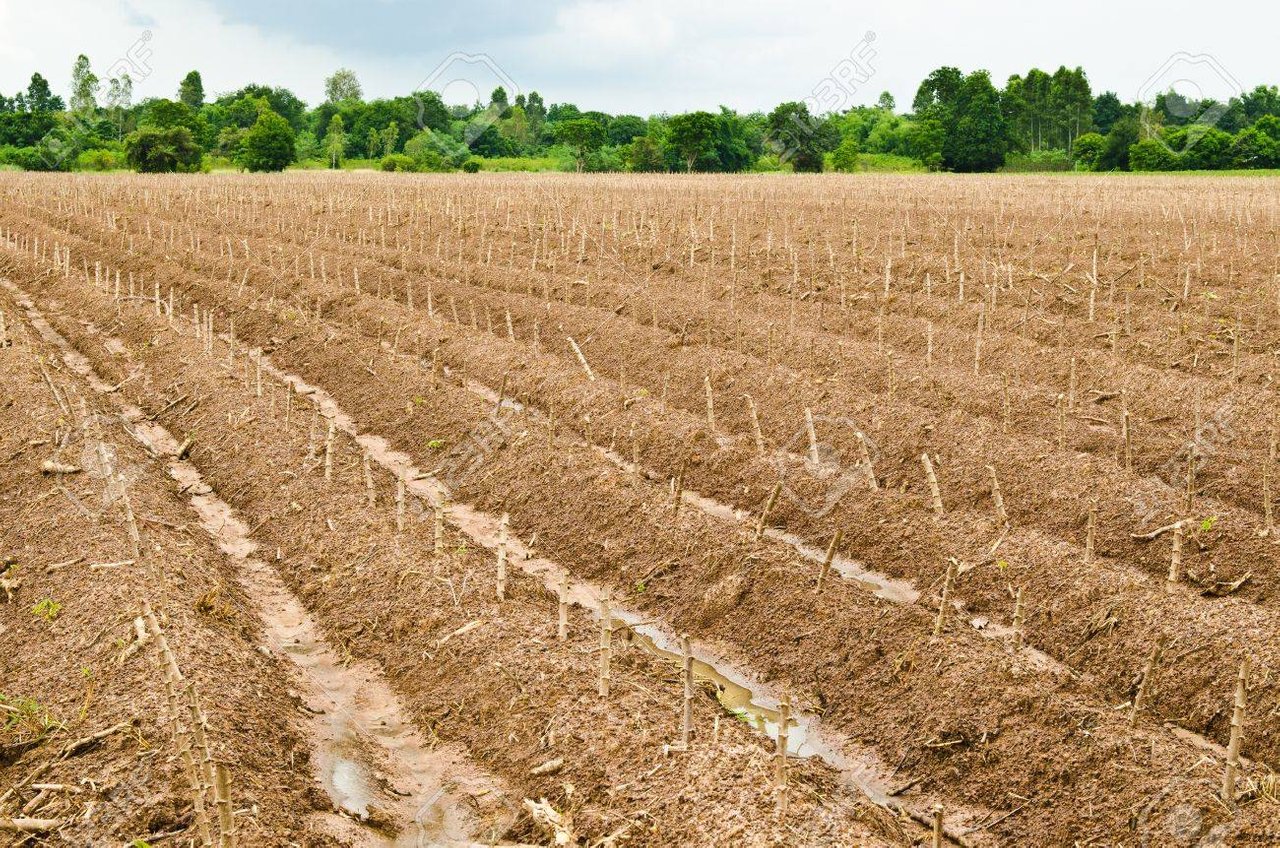 How to Care for Your Cassava Farm after Planting: 5 Key Practices