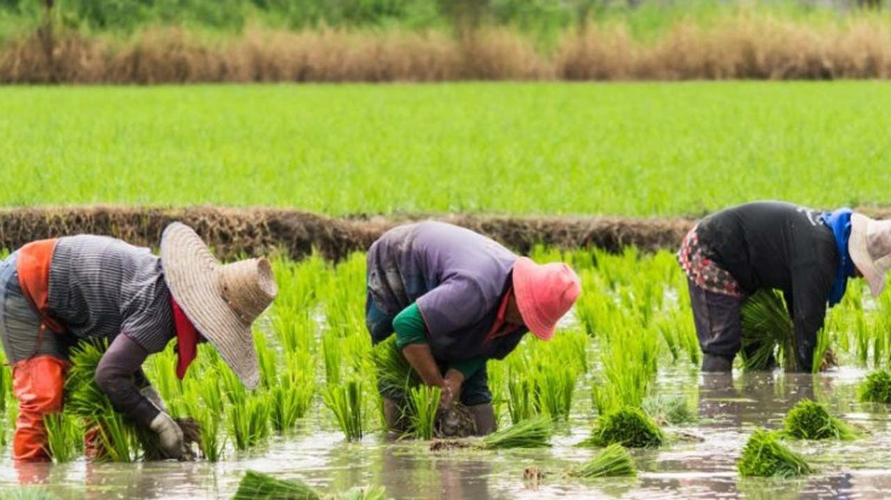Rainfed or Irrigated, What is the best way to grow your rice?