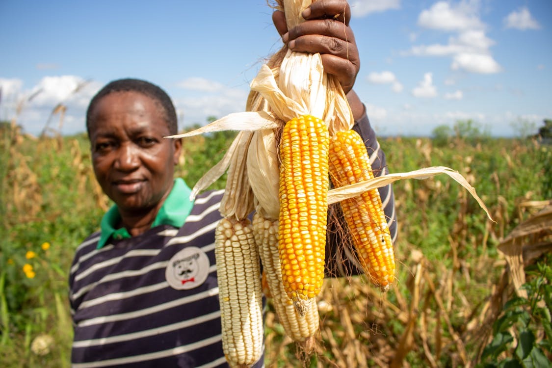 What Next After Harvesting Maize? (5 Key Steps to Take)