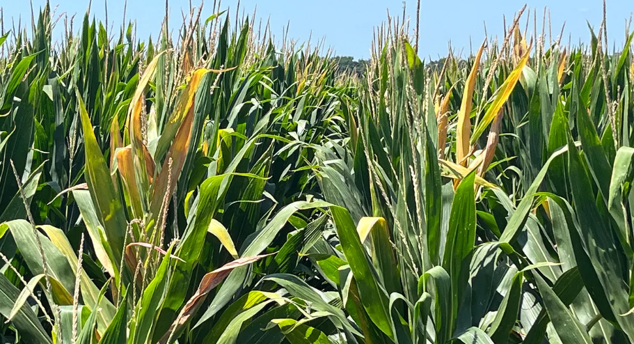 Are your maize leaves turning yellow this rainy season? Here is why.