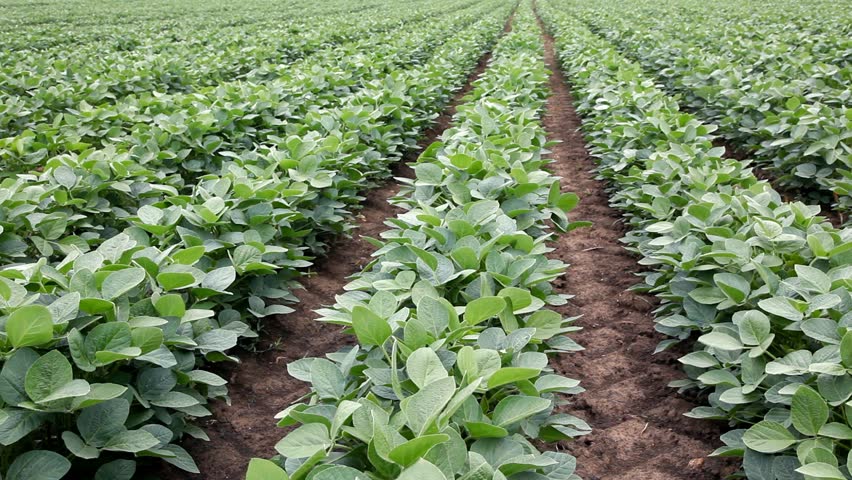 Herbicides and Legumes: Do’s and Don’ts Every Farmer Should Know