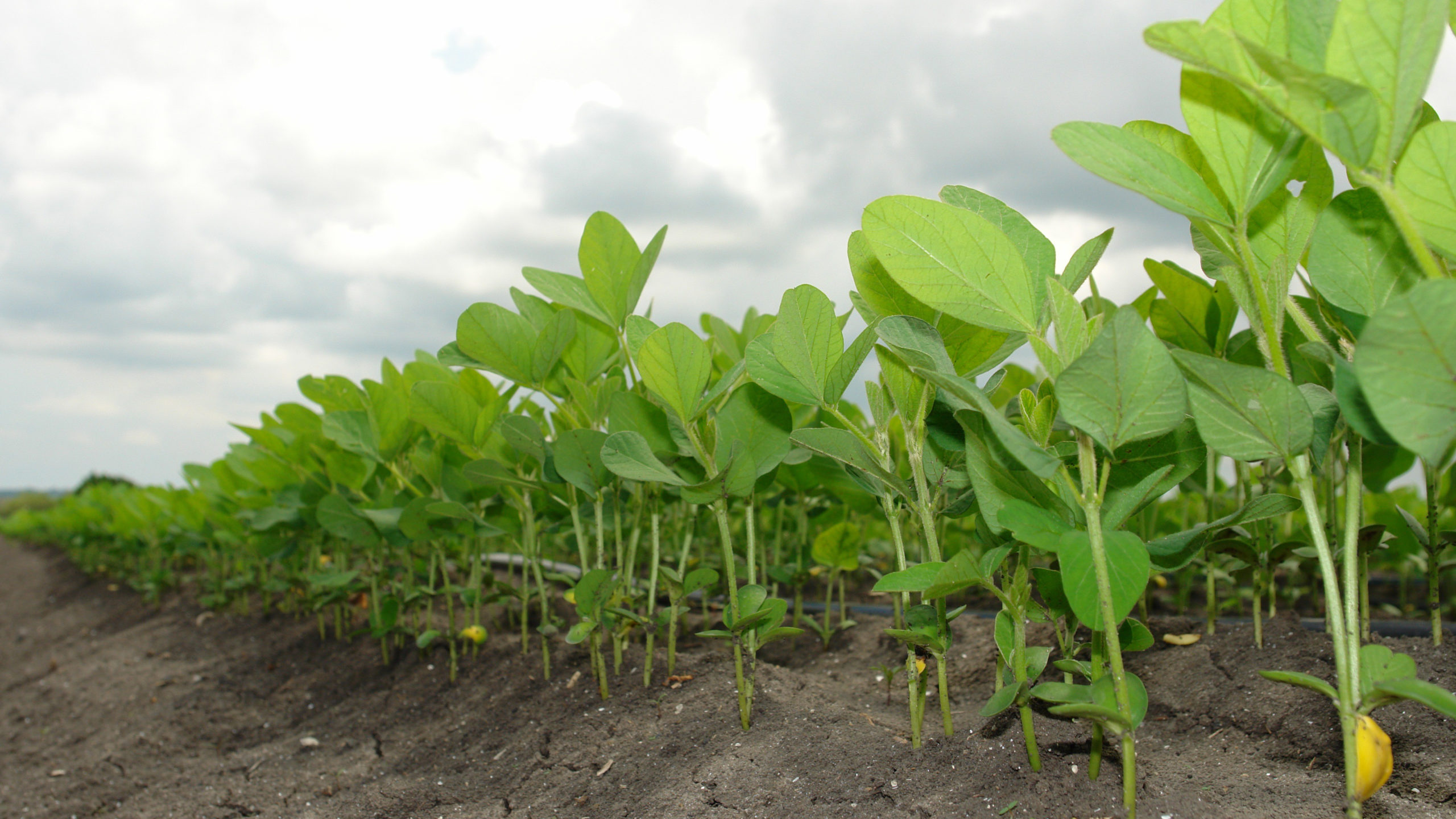 Top 5 Legumes With High Market Demand in Nigeria Right Now