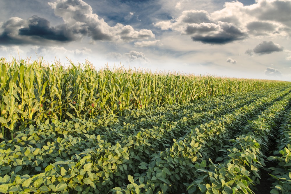 Maize and Legume Intercropping: A smarter way to grow more with less risks.