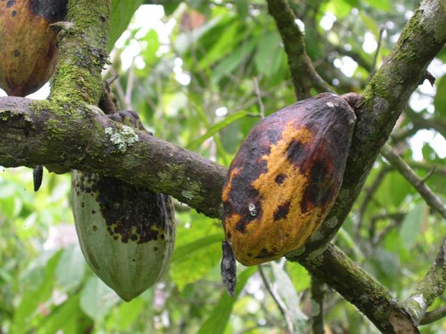 Catch Black Pod Early. Protect Your Cocoa. Save Your Farm.
