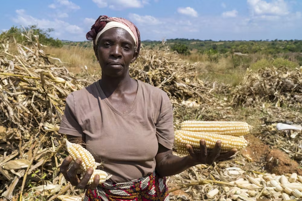 The reasons you are loosing money after harvests and how to avoid them.