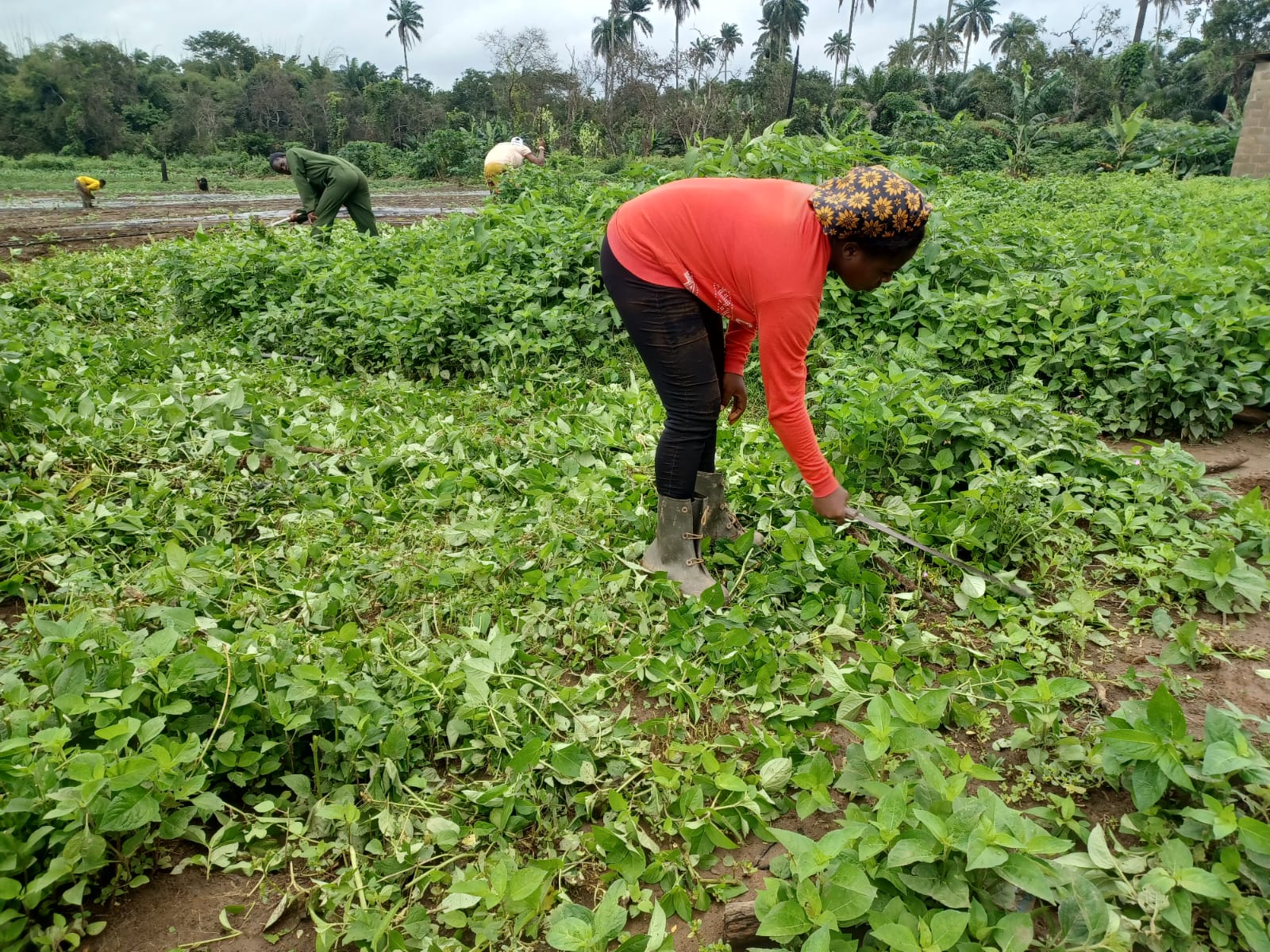 Preparing Your Land for a Successful Farming Season