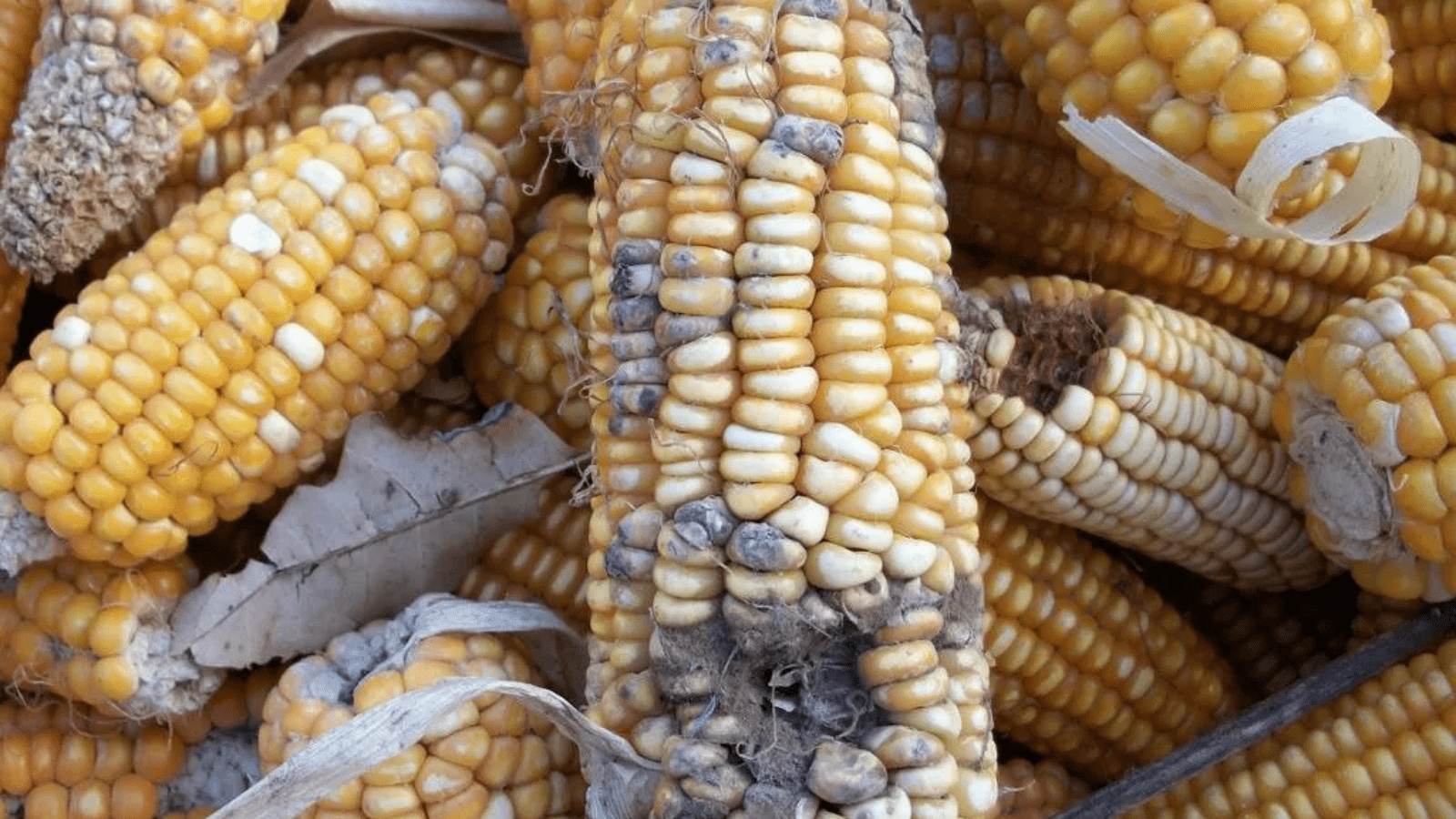 Turn Waste Into Profits: 5 Simple Ways Farmers Can Cut Waste and Boost Profits