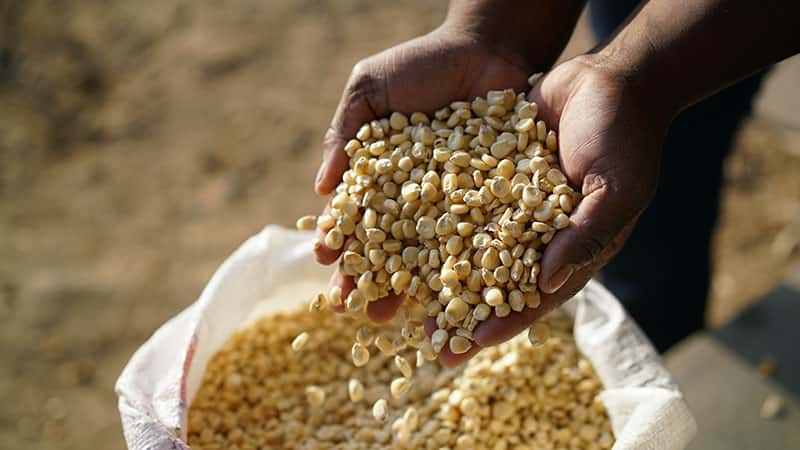 5 Proven Ways to Store Seeds Safely Before Planting Season