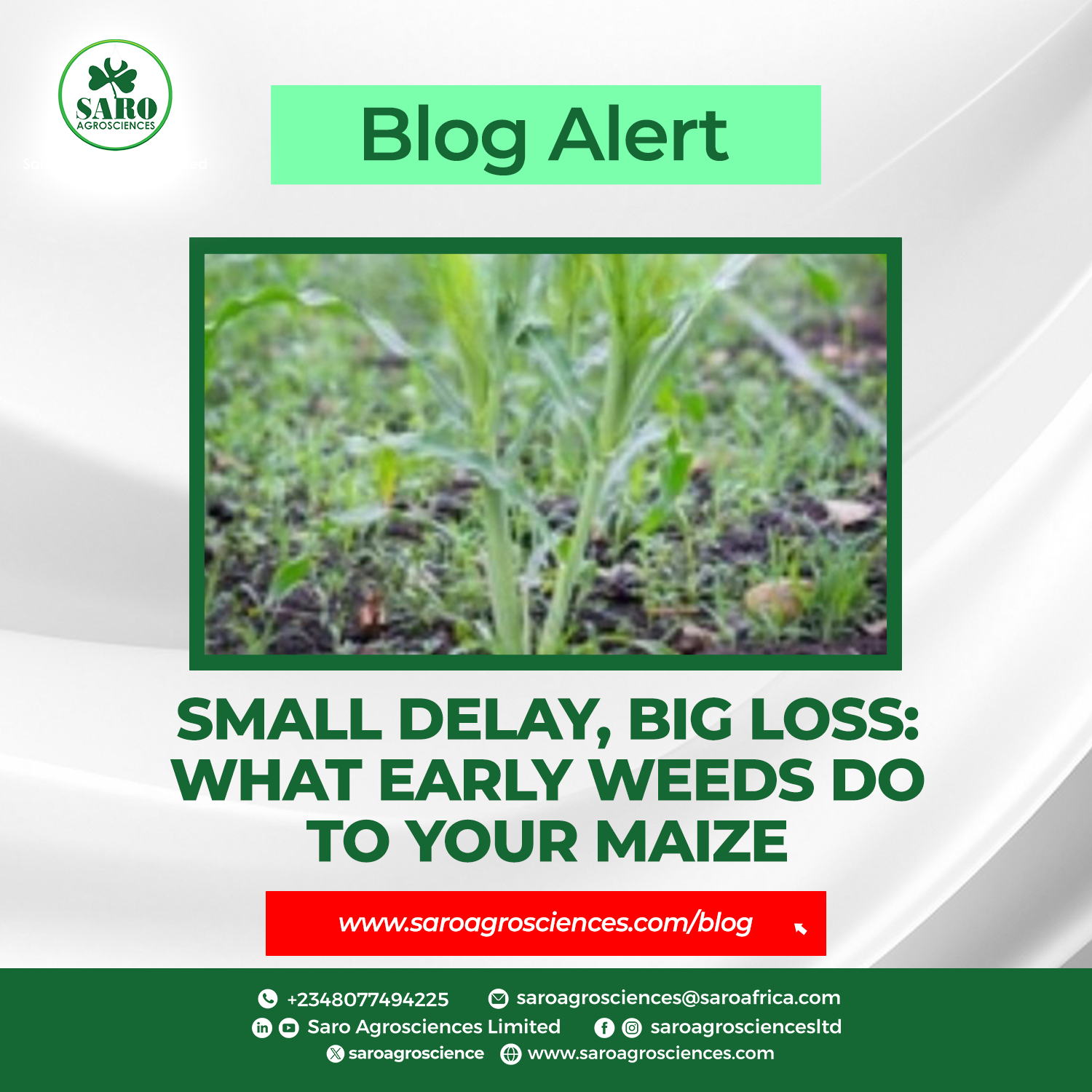 Small Delay, Big Loss: What Early Weeds Do to Your Maize