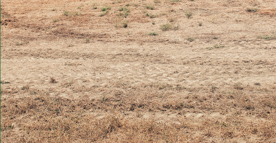 WEED CONTROL – GET IT RIGHT FROM THE START