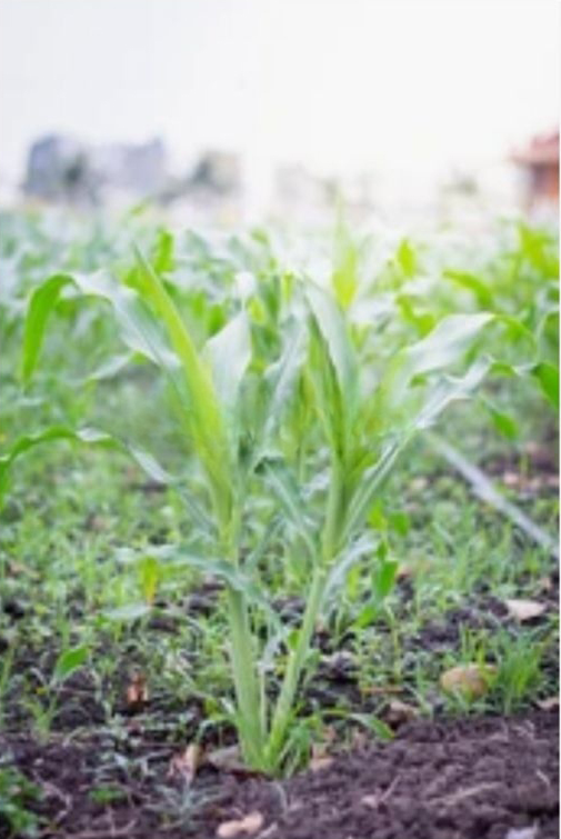 Small Delay, Big Loss: What Early Weeds Do to Your Maize
