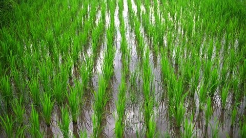 Rice Farming Made Simple: Your Complete Planting Guide