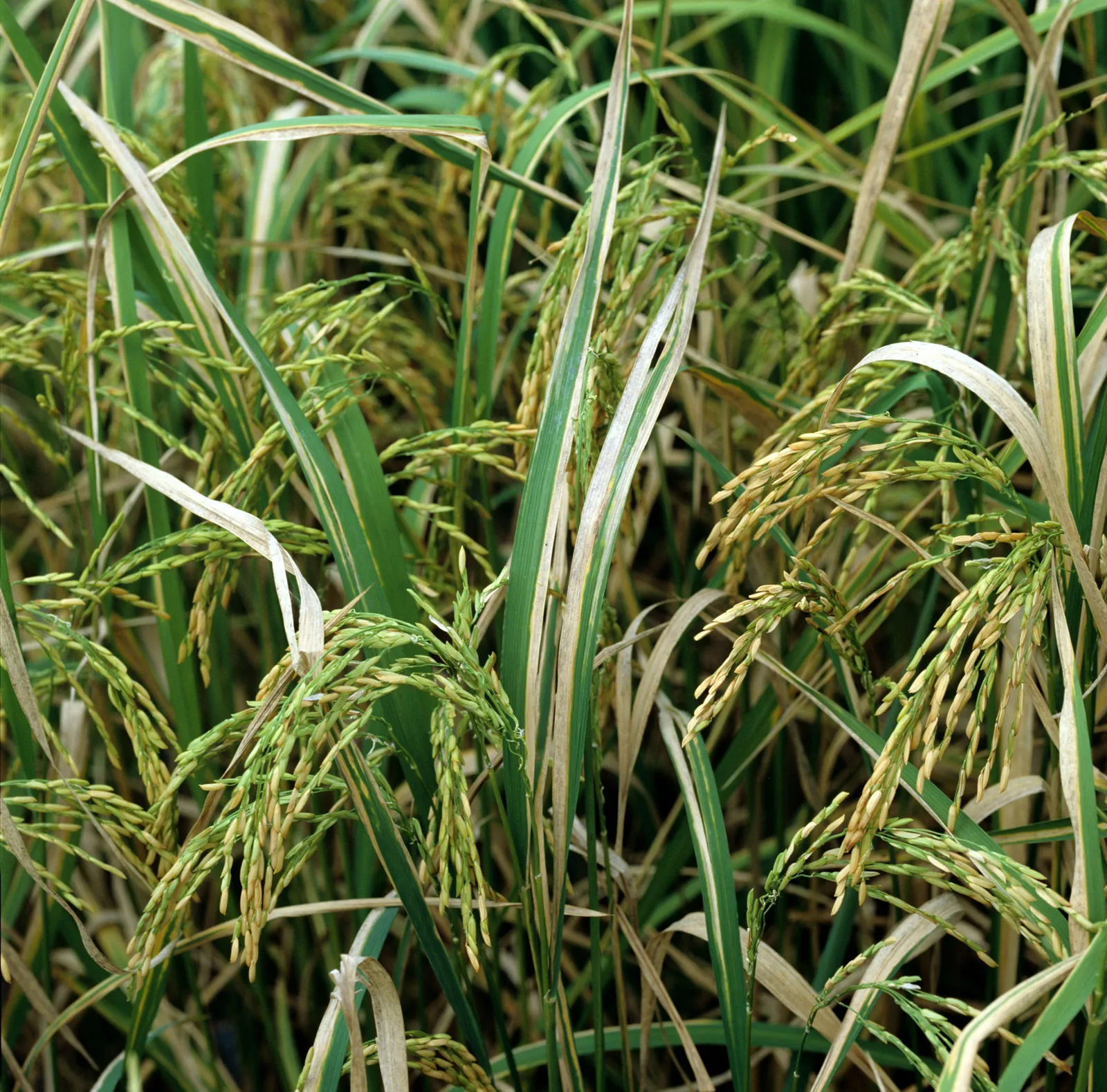 Root Rot, Blast Disease & Leaf Blight: A Farmer’s Guide to Spotting and Stopping Fungal Threats Early