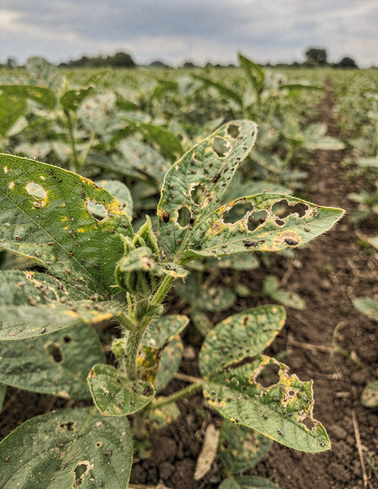 From Leaf Damage to Empty Pods: 5 Pest Warning Signs Every Nigerian Farmer Should Know